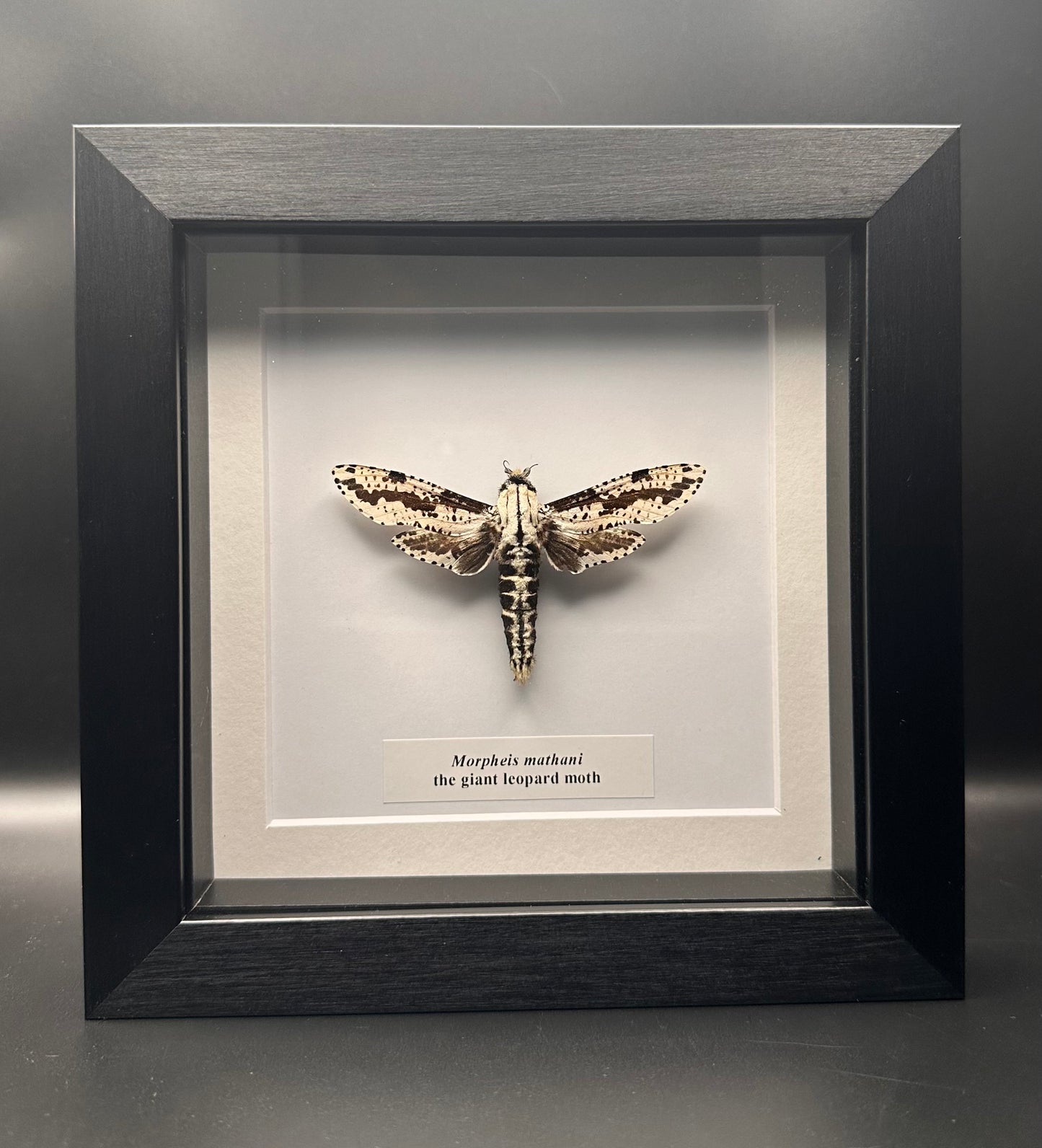 Morpheis mathani - the giant leopard moth