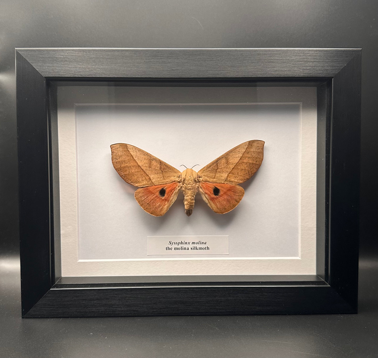 Syssphinx molina - the molina silkmoth