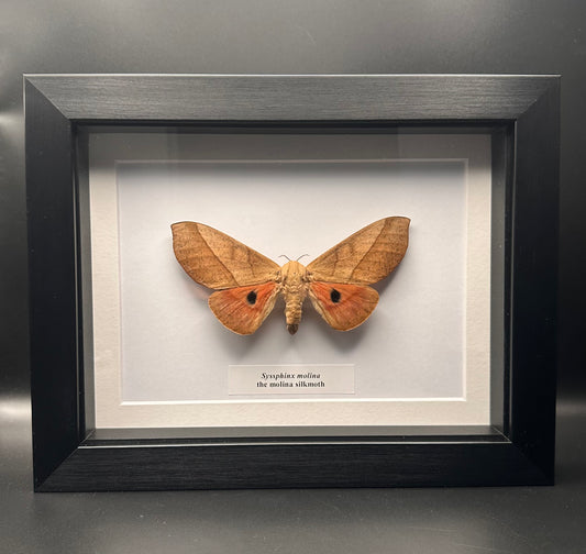 Syssphinx molina - the molina silkmoth
