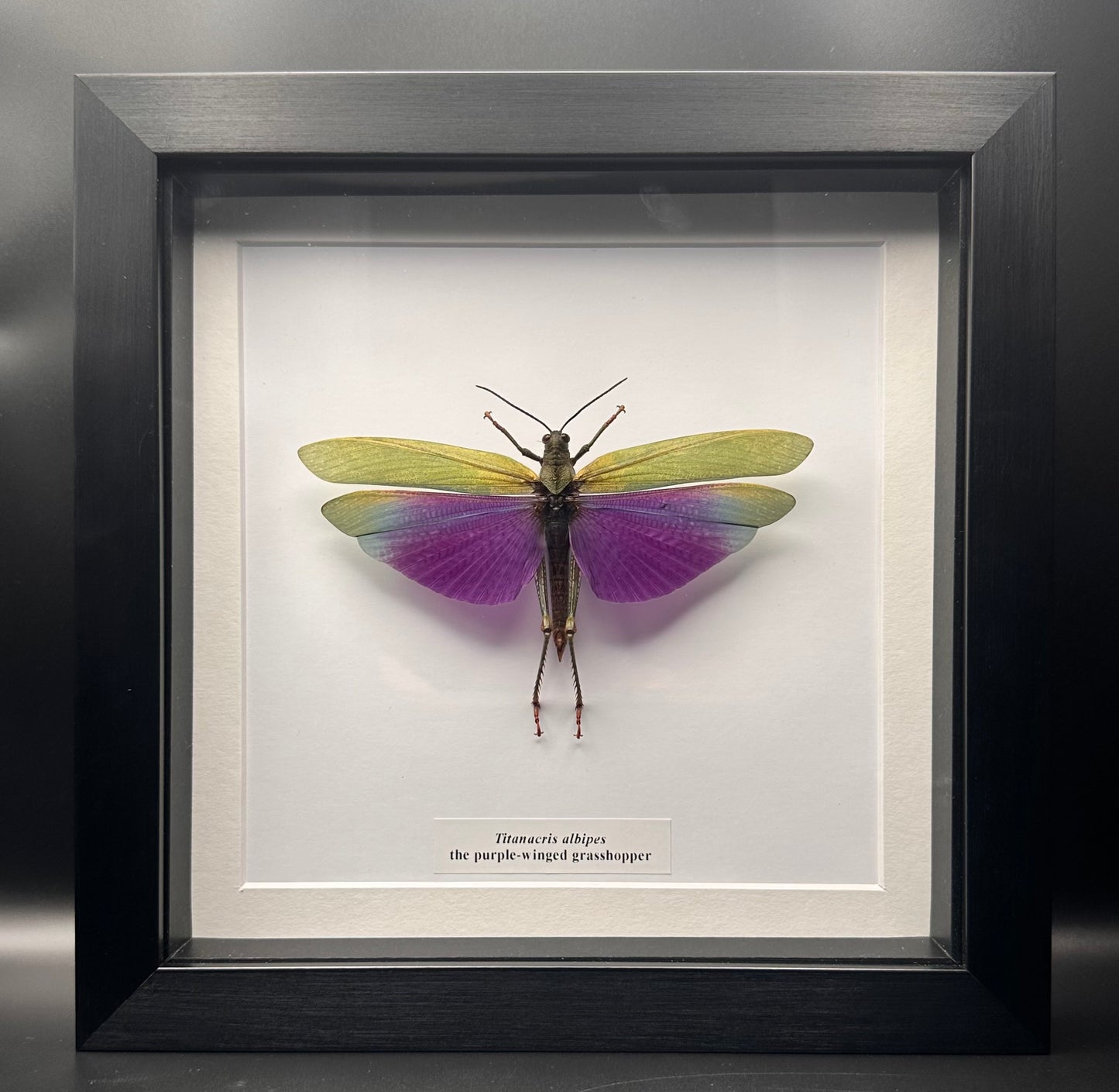 Titanacris albipes - the purple-winged grasshopper