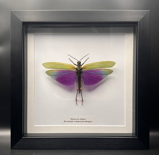Titanacris albipes - the purple-winged grasshopper