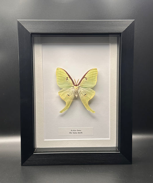 Actias luna - the luna moth