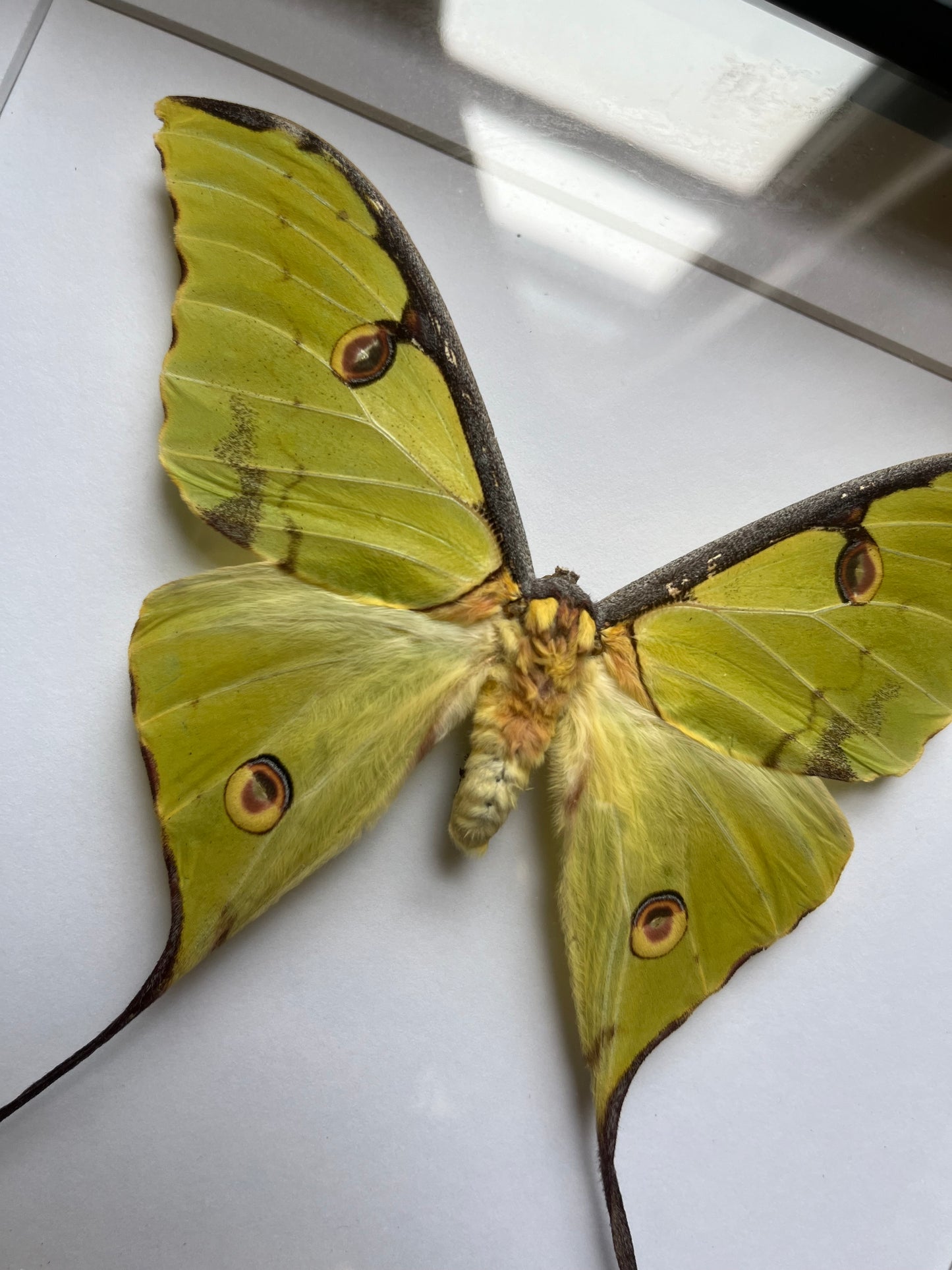Argema mimosae