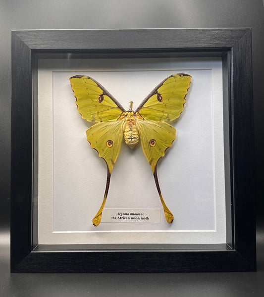 Argema mimosae - the African moon moth