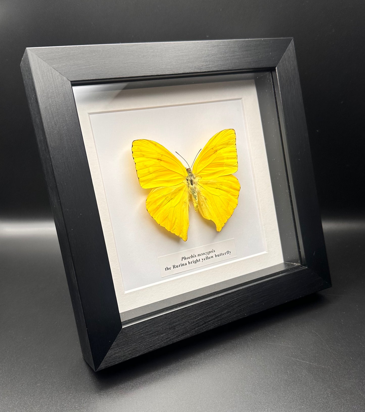 Phoebis neocypris - the Rurina bright yellow butterfly