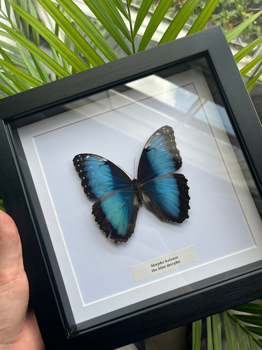 Morpho helenor