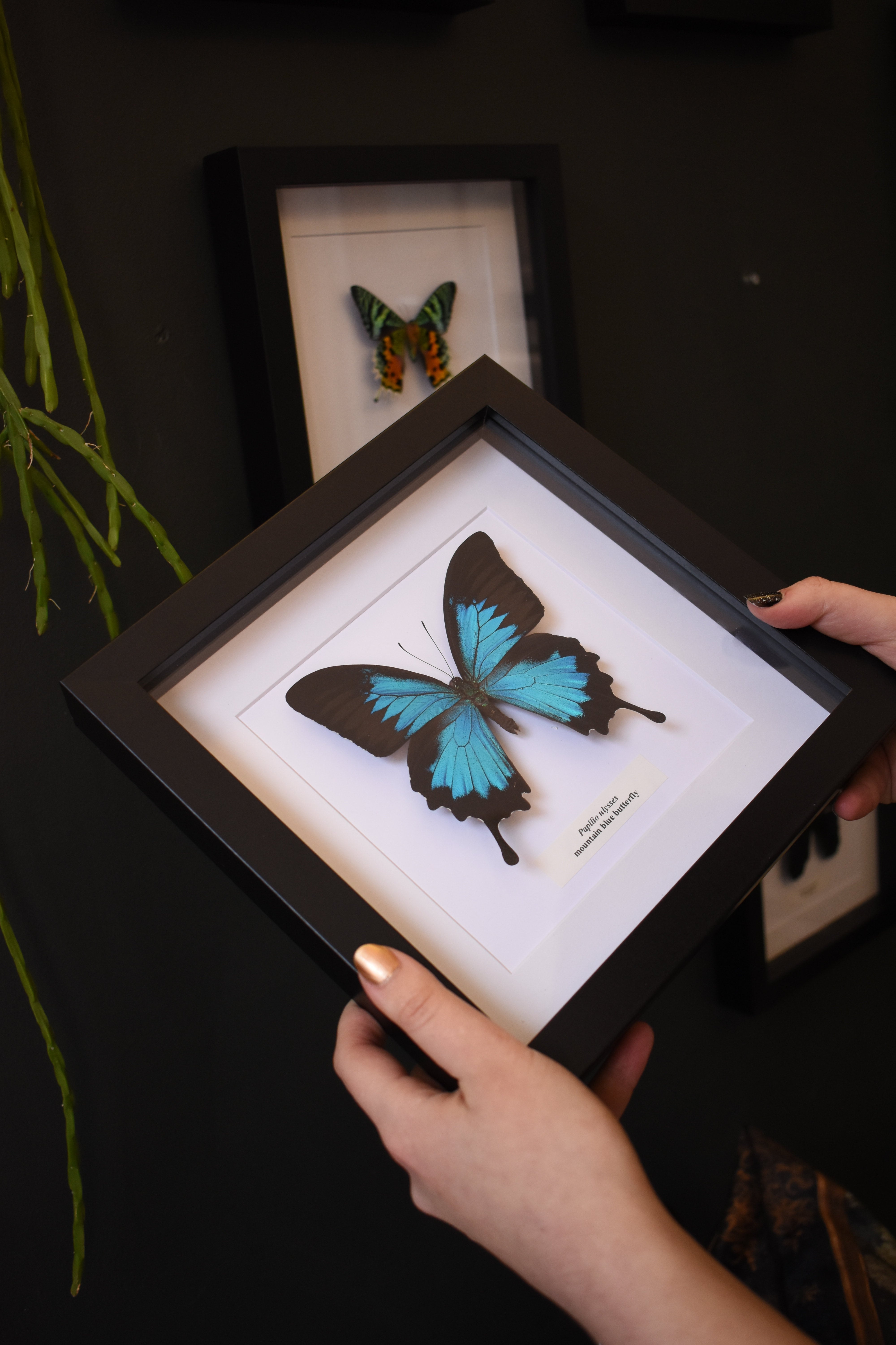 Outlet Butterflies - Framed Original