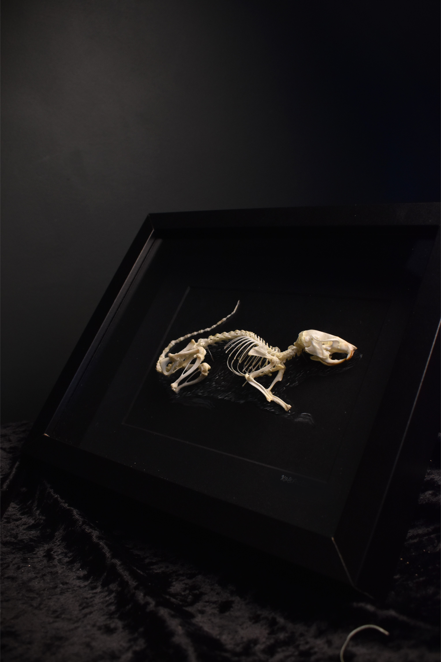 Brown Rat Skeleton